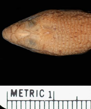 Media type: image;   Herpetology R-100546